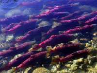 Adams River Sockeye 2006 Return 06 