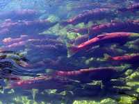 Adams River Sockeye 2006 Return 07 