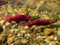 Adams River Sockeye 2006 Return 14