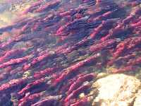 Adams River Sockeye 2006 Return 05 