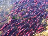 Highlight for Album: Adams River Sockeye Run 2006, Salmon Photos, British Columbia, Canada, Canadian Wildlife Stock Photos