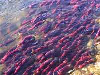 Adams River Sockeye 2006 Return 04 