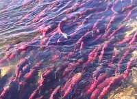 Adams River Sockeye 2006 Return 03