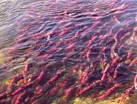 Adams River Sockeye 2006 Return 02
