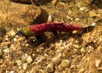 Adams River Sockeye 2006 Return 13