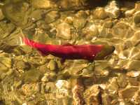 Adams River Sockeye 2006 Return 12