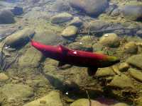 Adams River Sockeye 2006 Return 11