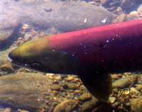 Adams River Sockeye 2006 Return 09 