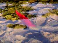 Adams River Sockeye 2006 Return 08 