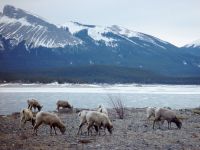 Abraham Lake, Alberta, Canada 06