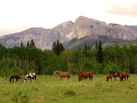Exshaw, Ranch, Alberta, Canada 14