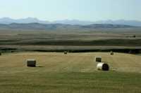 Hayfield, Southwest Alberta CM11-23