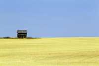 Alberta Wheatfield, Canada CMX-001