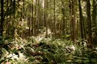 Alice Lake Provincial Park, Squamish, British Columbia, Canada CM11-007