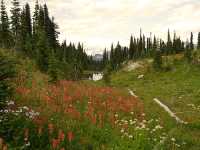 Alpine Wildflowers, Mount Revelstoke National Park, British Columbia, Canada  05