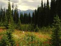 Alpine Wildflowers, Mount Revelstoke National Park, British Columbia, Canada  07