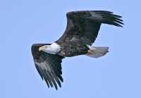 American Bald Eagle, Squamish, British Columbia, Canada CM11-009