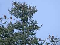 American Bald Eagles, Squamish, British Columbia, Canada CM11-025