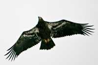 Juvenile Bald Eagle, Squamish, British Columbia, Canada CM11-084 
