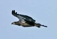 American Juvenile Bald Eagle, Squamish, British Columbia, Canada CM11-042
