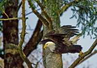American Bald Eagle, Squamish, British Columbia, Canada CM11-043
