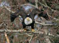 American Bald Eagle, Squamish, British Columbia, Canada CM11-047