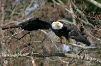 American Bald Eagle, Squamish, British Columbia, Canada CM11-048