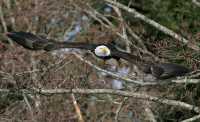 American Bald Eagle, Squamish, British Columbia, Canada CM11-049