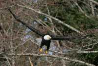 American Bald Eagle, Squamish, British Columbia, Canada CM11-050