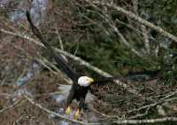 American Bald Eagle, Squamish, British Columbia, Canada CM11-051