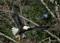 American Bald Eagle, Squamish, British Columbia, Canada CM11-052