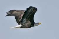 American Bald Eagle, Squamish, British Columbia, Canada CM11-053