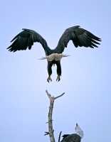 American Bald Eagles, Squamish, British Columbia, Canada CM11-061
