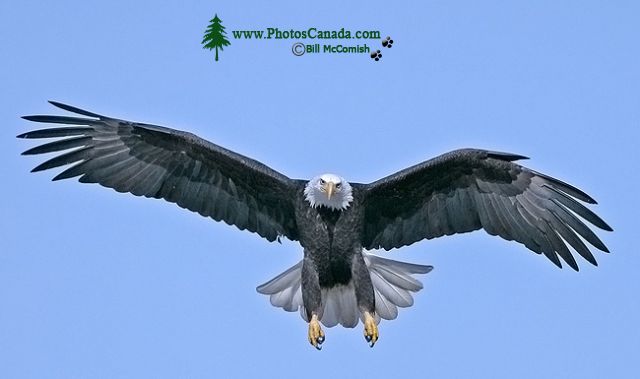 American Bald Eagle, Squamish, British Columbia, Canada CM11-082