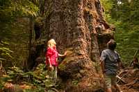 Ancient Red Creek Fir, Port Renfrew Region, Vancouver Island CM11-001