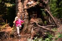 Ancient Red Creek Fir, Port Renfrew Region, Vancouver Island CM11-002