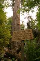 Ancient Red Creek Fir, Port Renfrew Region, Vancouver Island CM11-003