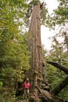 Ancient Red Creek Fir, Port Renfrew Region, Vancouver Island CM11-004