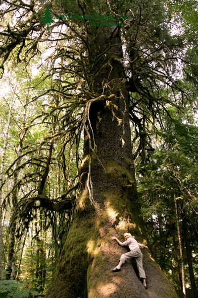 Big Spruce, Port Renfrew Region, Vancouver Island CM11-01