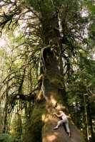 Big Spruce, Port Renfrew Region, Vancouver Island CM11-01