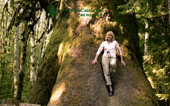 Big Spruce, Port Renfrew Region, Vancouver Island CM11-02