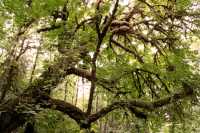 San Juan Maples, Port Renfrew Region, Vancouver Island CM11-001