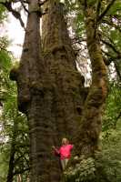 San Juan Maples, Port Renfrew Region, Vancouver Island CM11-002