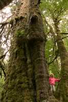 San Juan Maples, Port Renfrew Region, Vancouver Island CM11-004