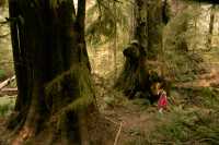 Three Sisters Cedars, Port Renfrew Region, Vancouver Island CM11-001
