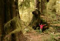 Three Sisters Cedars, Port Renfrew Region, Vancouver Island CM11-002