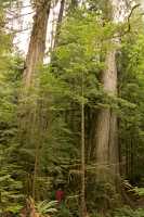 Three Sisters Cedars, Port Renfrew Region, Vancouver Island CM11-003