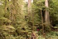 Three Sisters Cedars, Port Renfrew Region, Vancouver Island CM11-004