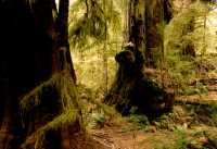 Three Sisters Cedars, Port Renfrew Region, Vancouver Island CM11-005