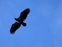 Highlight for Album: Bald Eagles Photos, Squamish, Brackendale, Photographed on December 24, 2007, British Columbia. Canada, Canadian Wildlife Stock Photos